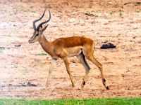 Rezerwat w Chobe (Botswana)